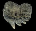 Fossil Cow Shark (Notorhynchus) Tooth - Aurora, NC #47645-1